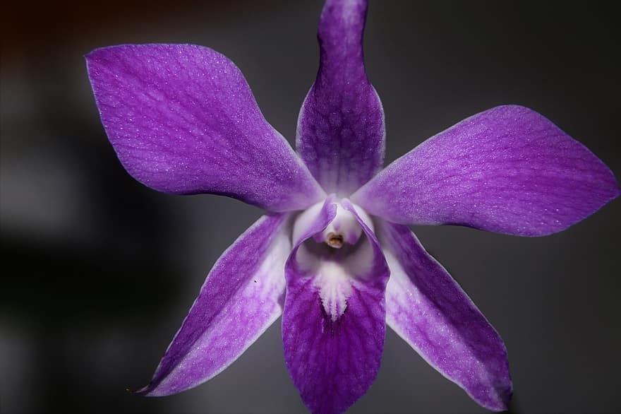 orchidej, květ, rostlina, okvětní lístky, dendrobium, orchidaceae, fialový květ, flóra, botanika, exotický, vibrující