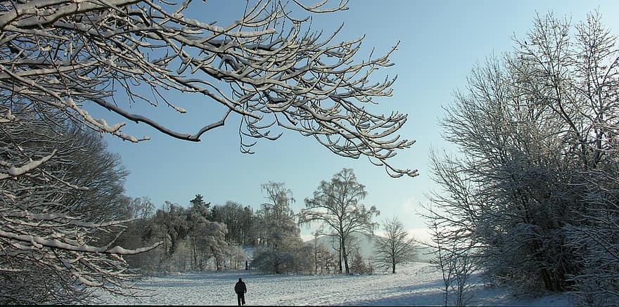 inverno, alberi, natura, stagione, albero, la neve, foresta, ramo, paesaggio, uomini, blu