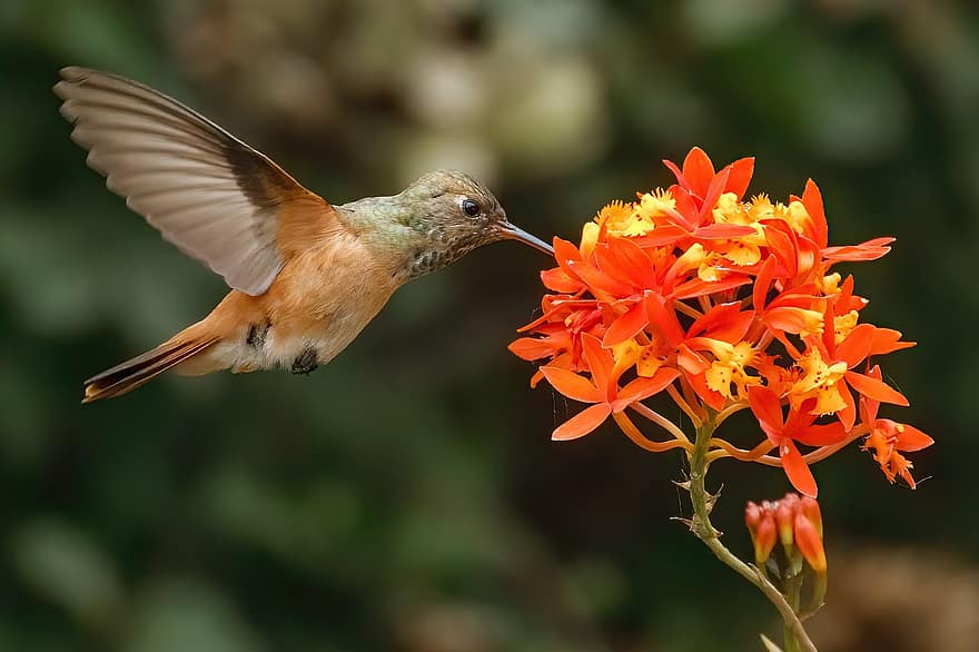kolibřík, bierds, zobák, peří, Amazilia, květiny, okvětní lístky