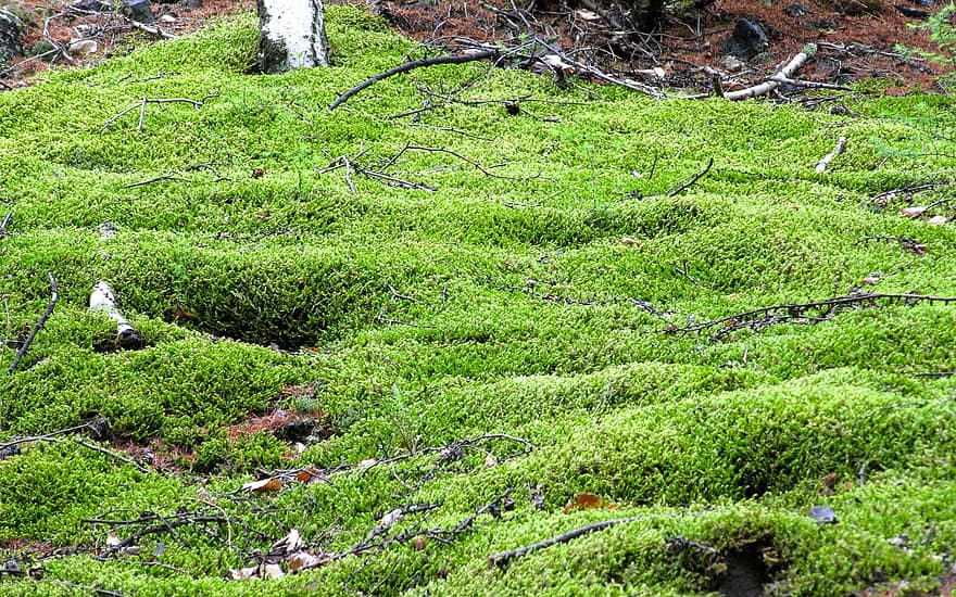 Moss, Forest, Plants, Green Moss, Twigs, Forest Floor, Nature, Heilongjiang, plant, leaf, green color