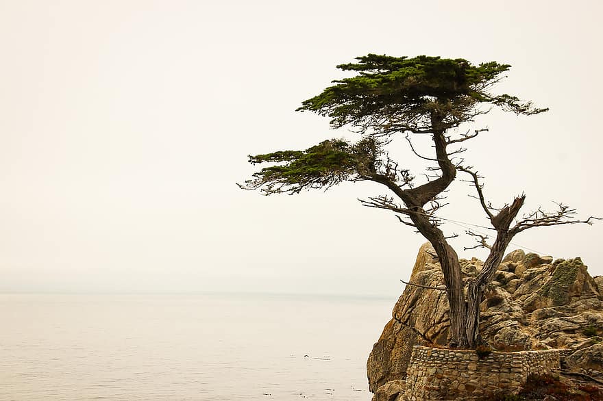 Chipre solitario, Monterey, Carmel-by-the-Sea, árbol de chipre, naturaleza, Oceano, Chipre, árbol, paisaje, playa, 17 millas en coche