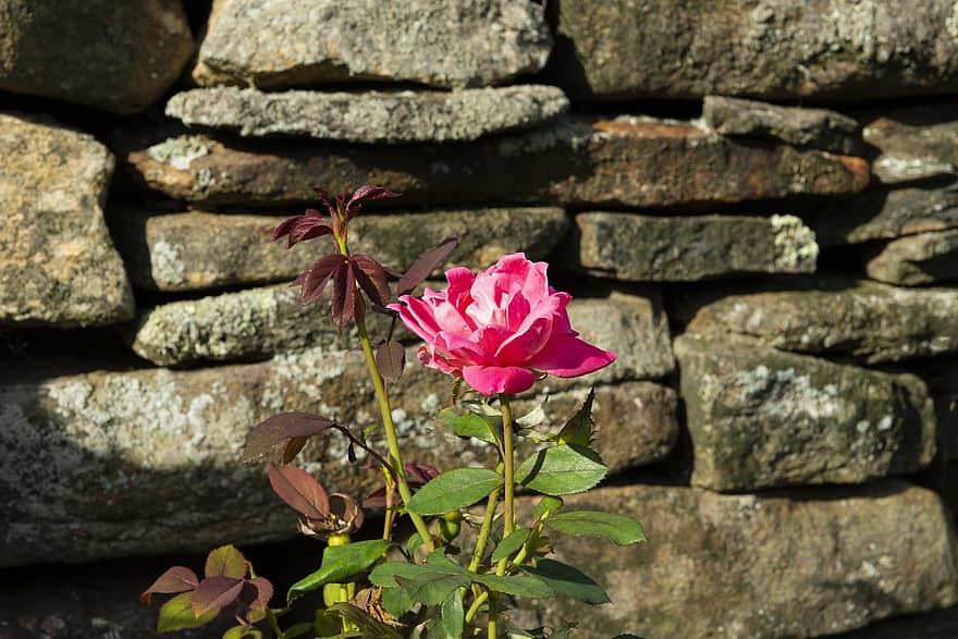 троянда, квітка, кам'яна стіна, рожева троянда, рожева квітка, рожеві пелюстки, пелюстки троянд, цвітіння, флора, квітникарство, садівництво