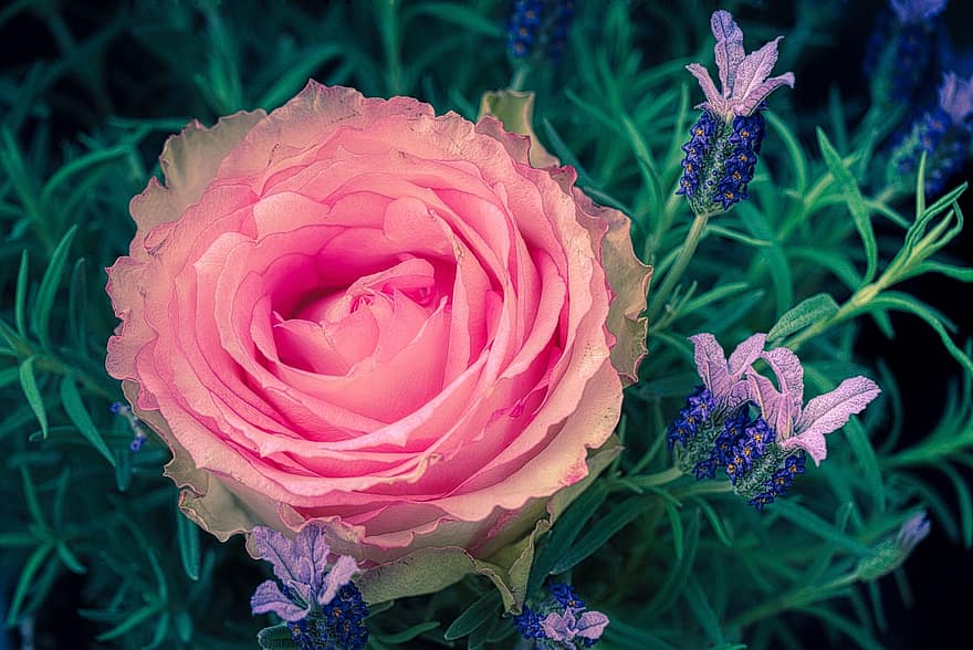 Rosa, flor, floración, regalo, romántico, amor, flor rosa, pétalos, planta, jardín, tallo de la flor