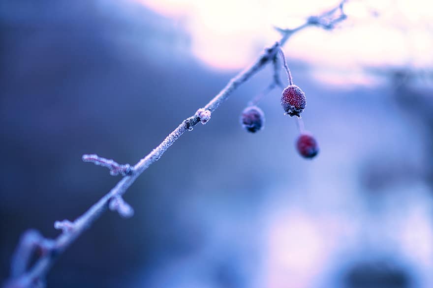 Eiskristalle, Berries, Bokeh, Frozen, Nature, Branch, Cold, Frost, Winter Impressions, Winter