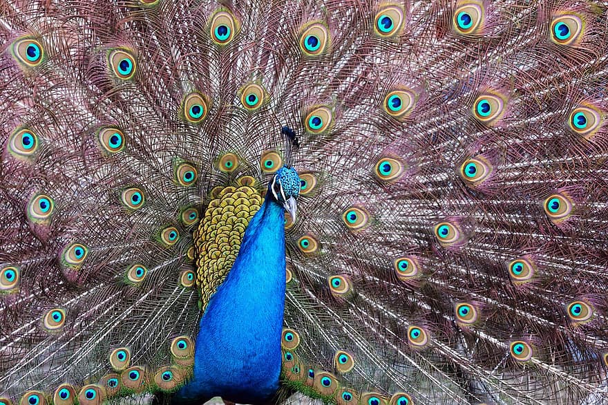 pavo real, plumas de pavo real, plumaje, plumas, phasianidae, pájaro, pájaro ornamental, pavo real azul, ojo de pavo real, detalle, reluciente