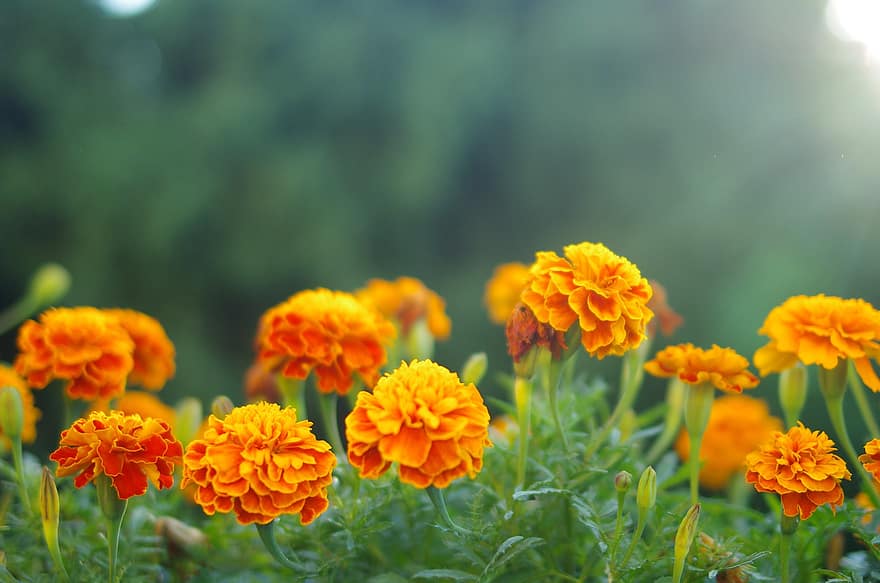 Ringelblumen, Blumen, Garten, orange Blumen, Blütenblätter, orange Blütenblätter, blühen, Flora, Pflanzen
