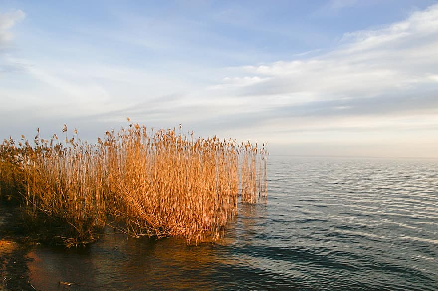 reed, canaviais, lago, rio, panorama, horizonte, agua, azul, por do sol, verão, reflexão