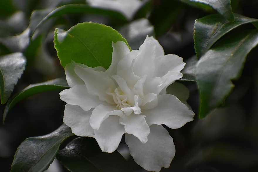 Camellia, Flower, White Flower, Petals, White Petals, Blossom, Bloom, Flora, Plant