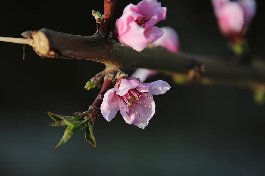 flores de pêssego, flores cor de rosa, Primavera, natureza