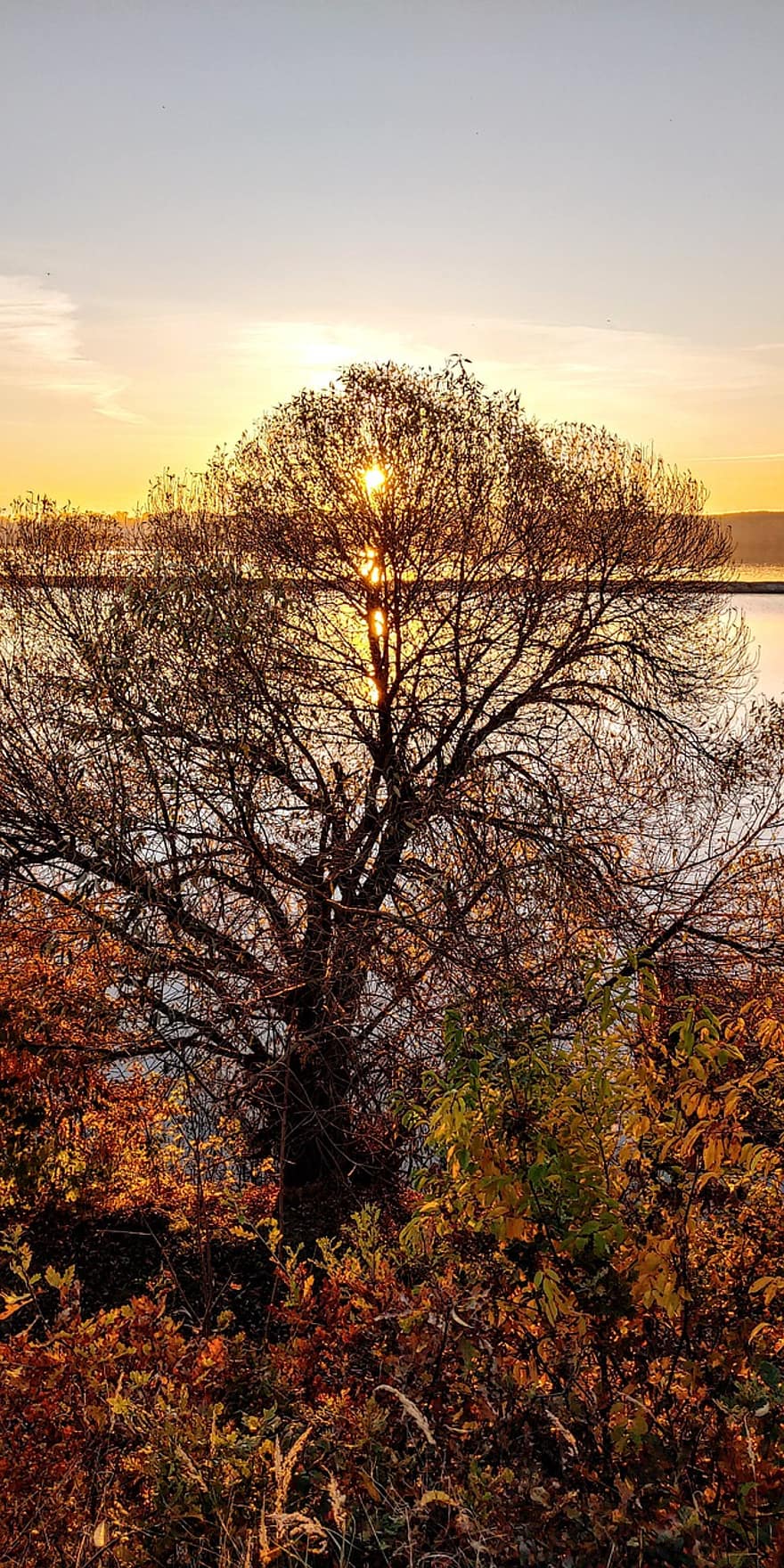 albero, lago, tramonto, autunno, natura, luce del sole, le foglie, fogliame, piante, panoramico