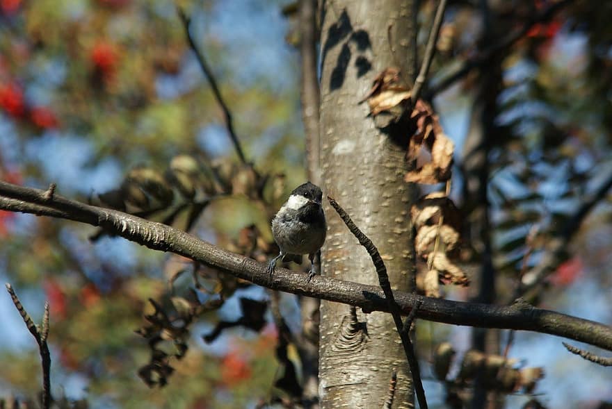 great tit, bird, perched, branch, tree, beak, animals in the wild, feather, close-up, forest, perching