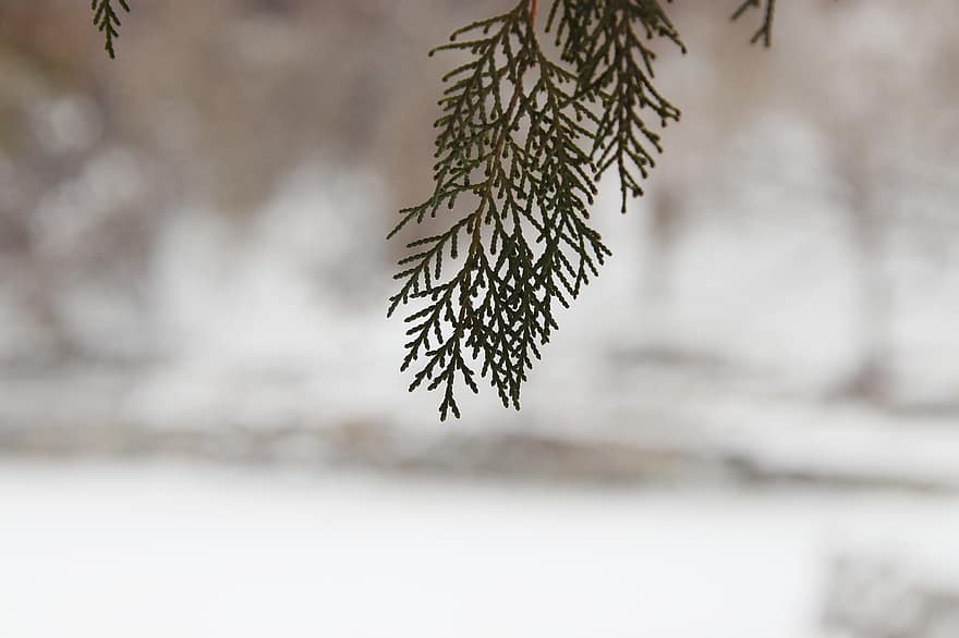 Natur, Winter, Jahreszeit, Kiefer, Ast, Schnee, Nadelbaum, immergrün, Baum, Blatt, Nahansicht