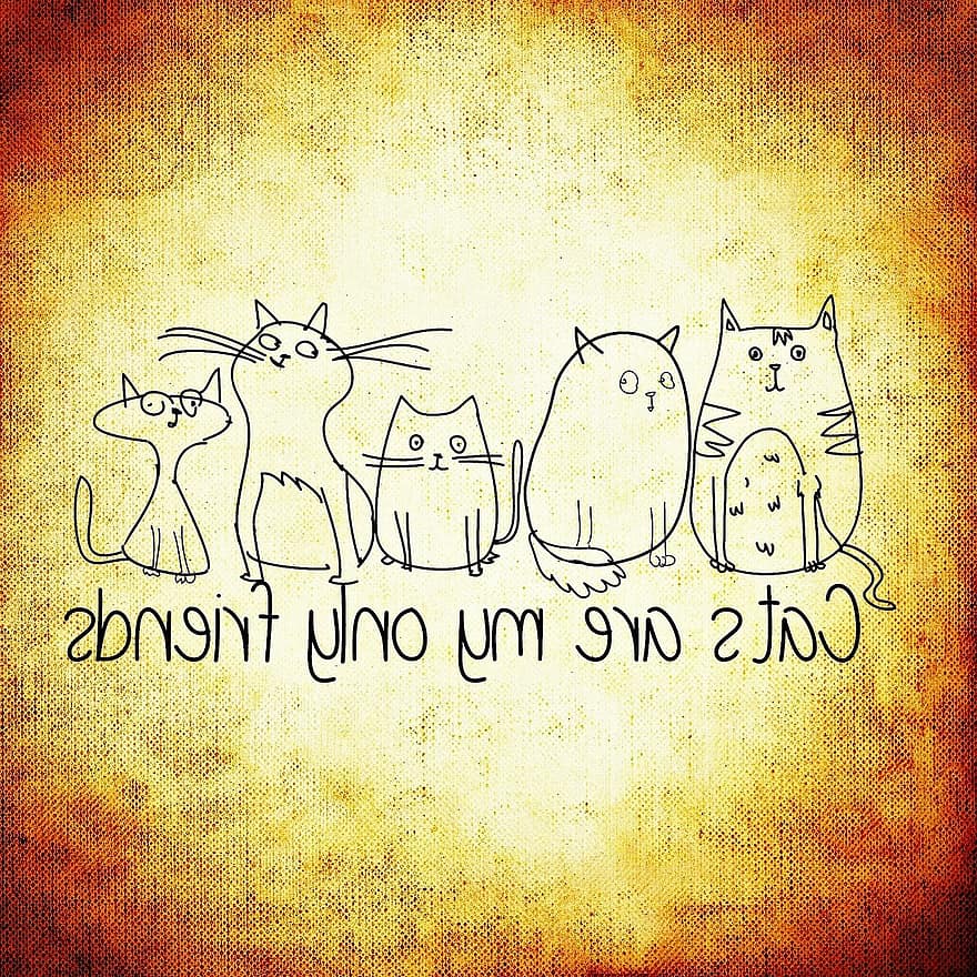 kot, przyjaciele, śmieszne, drogi, Zwierząt, uroczy