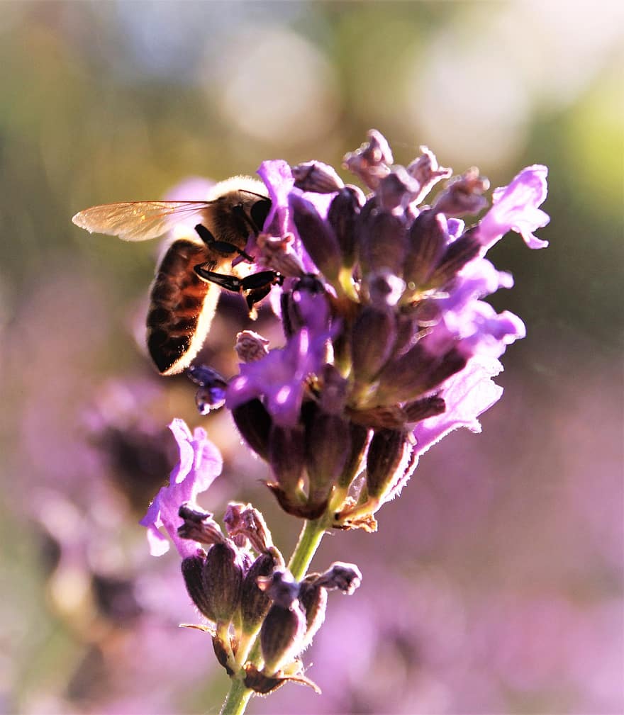 Biene, Insekt, Lavendel, Tier, Bestäubung, Blume, Pflanze, Gartenblume, Garten, Natur, Sommer-