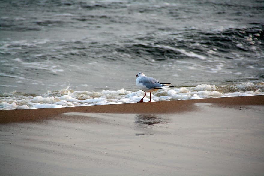 kaija, pludmale, smiltis, putns, ūdens putns, jūras putns, viļņi, smilšaina pludmale, krastā, jūras krastā, ave