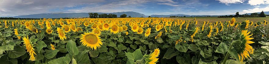 bunga matahari, bidang, bunga, kuning, alam, pertanian, pemandangan, musim panas, panorama, wallpaper, gambar desktop