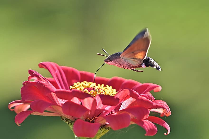 Hummingbird Hawk Moth, Motte, Flower, Insect, Zinnia, Blossom, Bloom, Flowering Plant, Ornamental Plant, Plant, Flora