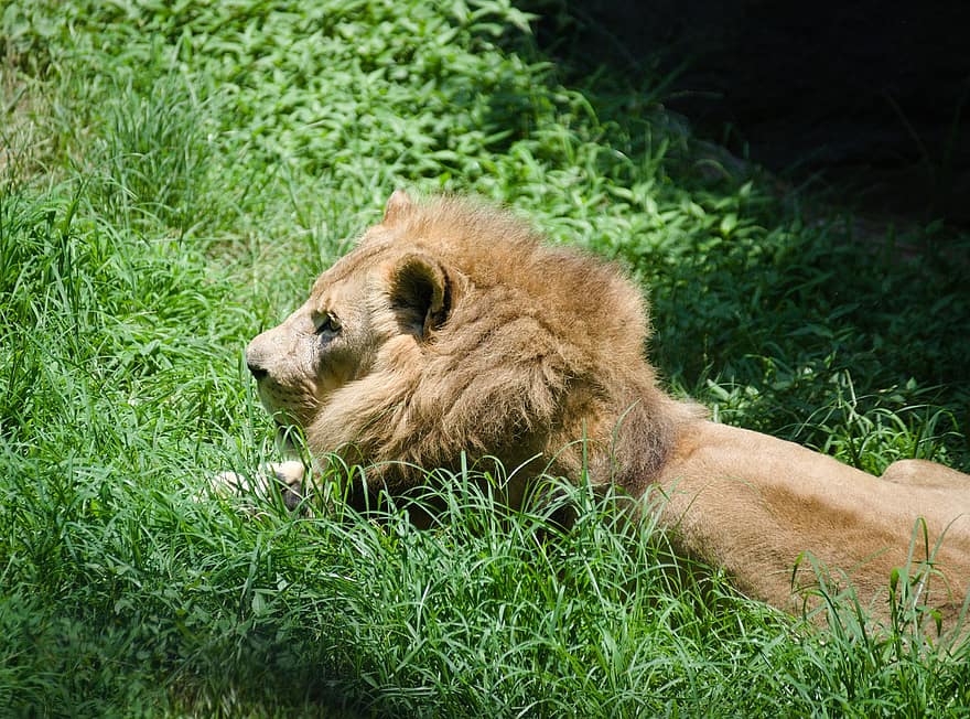 león, zoo, animal, África, depredador, masculino, peligroso, melena, mamífero, safari, naturaleza