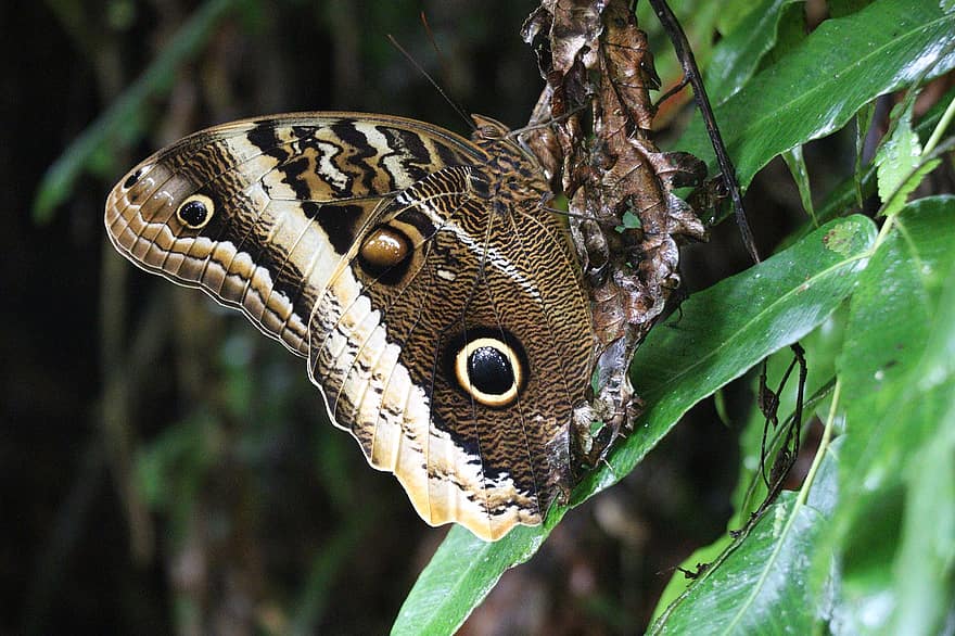 insect, vlinder, entomologie, soorten, coulissen, macro, Bos, oerwoud, Costa Rica