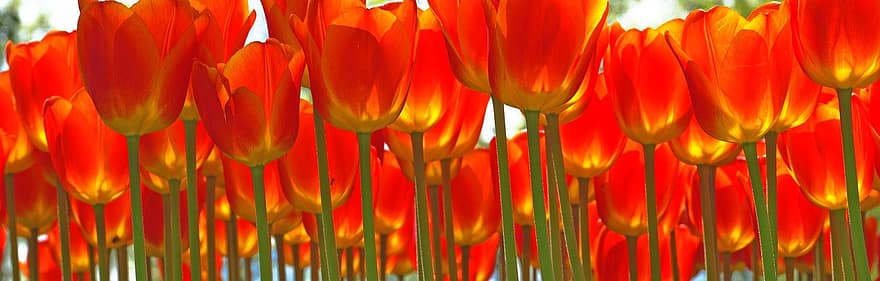 tulipes, parc, primavera, flors, estacional, florir, flor, botànica, camp, tulipa, planta