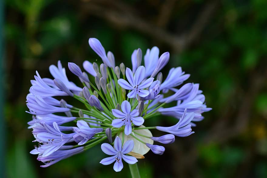agapanthus, bunga cinta, bunga, bunga bakung, biru, berkembang