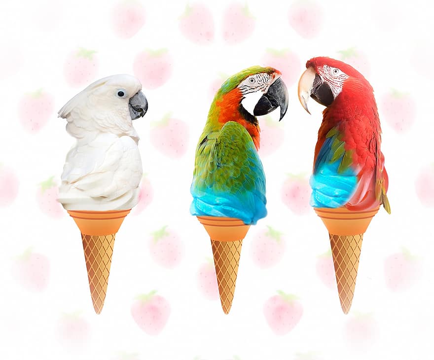 papagaios, sorvete, cone, sobremesa, sorvete suave, Sorvete Animal, passarinhos, pássaros exóticos, cone de waffle, doce, delicioso