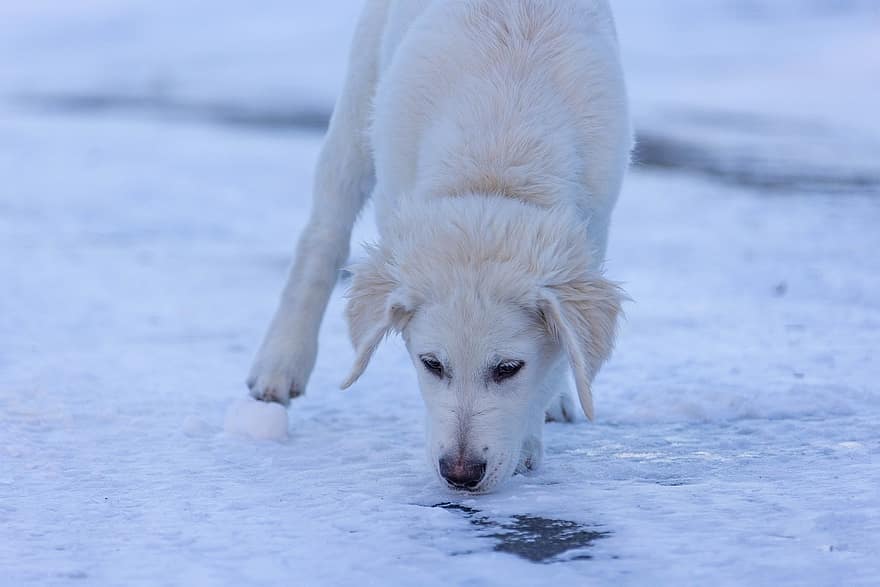 anjing, anak anjing, imut, salju, membelai, jenis anjing Golden Retriever, manis sekali, hewan peliharaan, musim dingin, anjing trah, retriever
