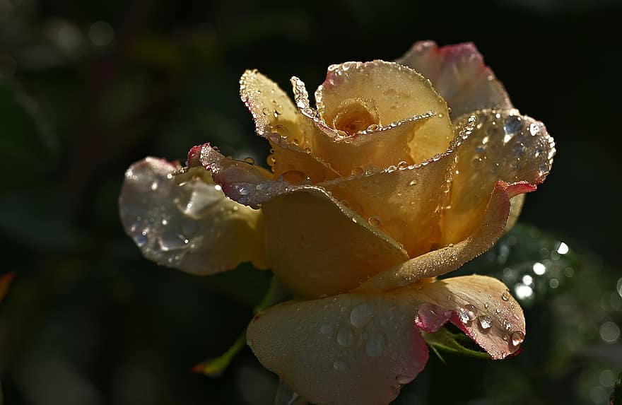 Rose, blomstre, flor, regndråbe, blomst, natur, romantisk, gul, solnedgang
