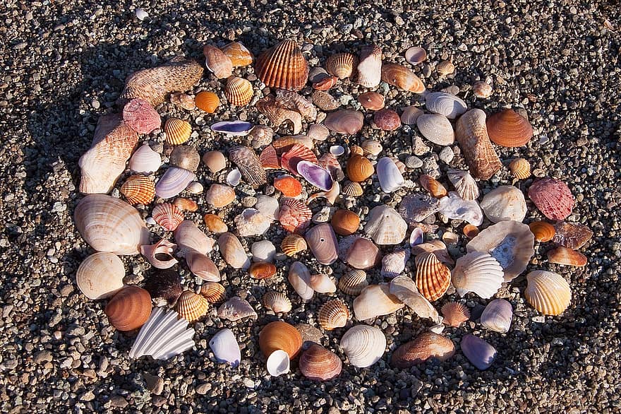 conchas marinas, playa, verano, conchas, mar, colección, apuntalar, arena, antecedentes, línea costera, de cerca