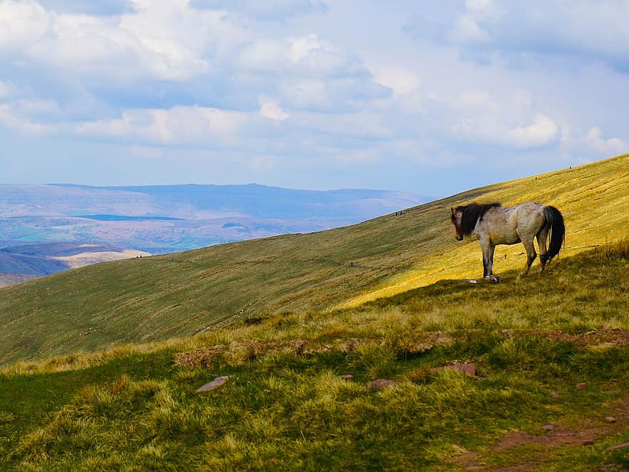 hest, bakke, Wales, natur, landskab, græs, eng, landlige scene, bjerg, gård, sommer