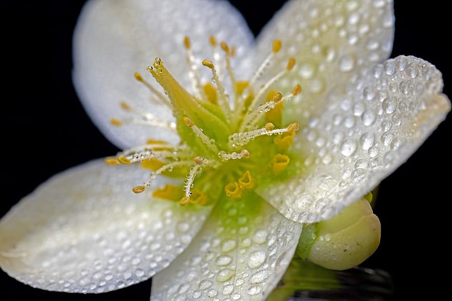 helleborus niger ، زهرة ، ندى ، قطرات الندى ، بتلات ، زهر ، إزهار ، نبات ، طبيعة ، قريب ، دقيق