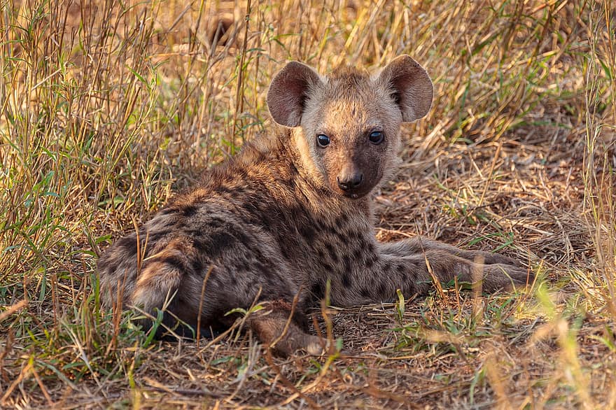 melihat hyena, anak, hewan, padang rumput, dubuk, crocuta crocuta, binatang muda, mamalia, margasatwa, karnivor, liar