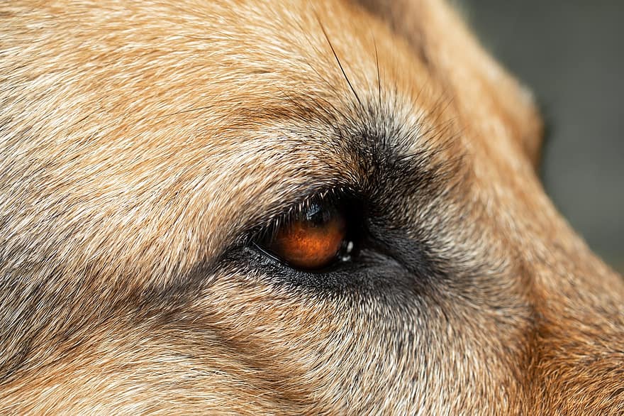 hond, schäfer hond, oog, hoofd, detailopname, huisdier, dier, dierenportret