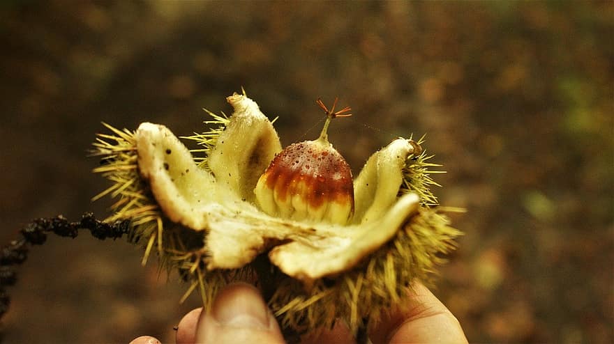 sweet chestnut, fruit, food, nature, close-up, leaf, autumn, plant, outdoors, thorn, season