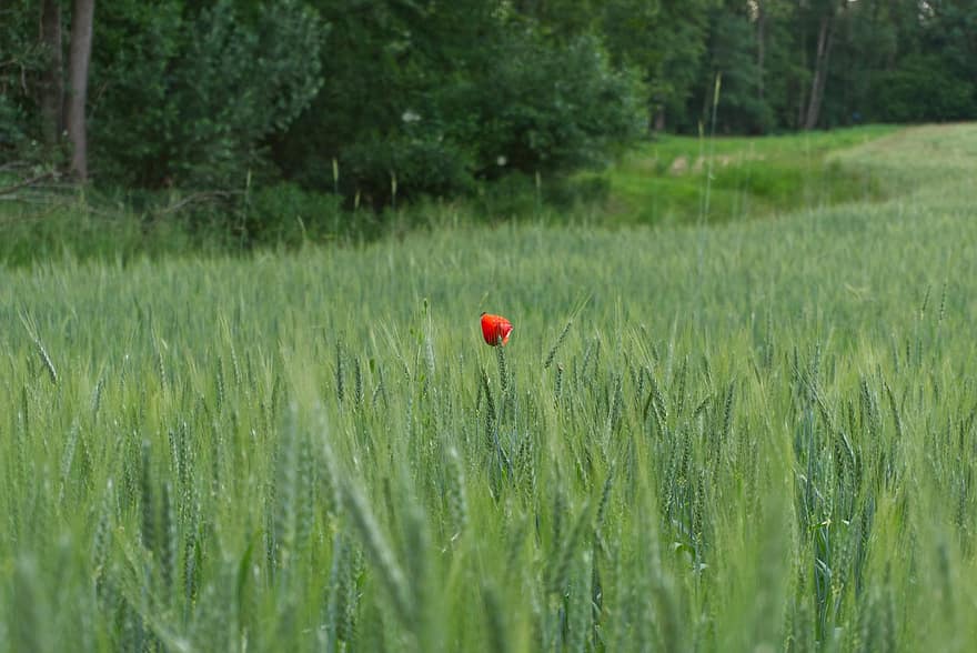 Poppy, Wheat Field, Nature, Farming, Rural, grass, meadow, summer, green color, plant, rural scene