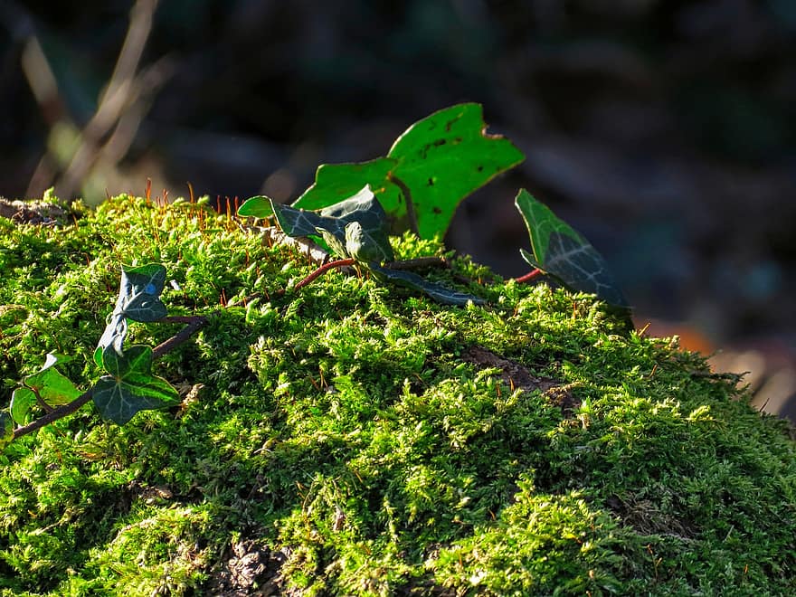 Ivy, Moss, Vine, Leaves, Undergrowth, Plant, Forest, green color, close-up, leaf, summer