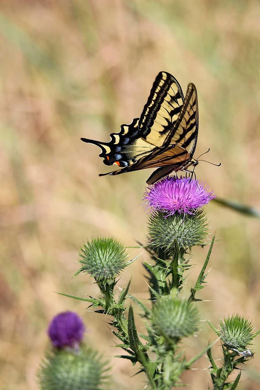 Butterfly, Swallowtail, Thistle, Insect, Flying Insect, Nature