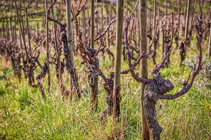 Grapevines, Vineyard, Plants, Vines, Winery, Agriculture, Plantation, Farm, Grass, tree, branch