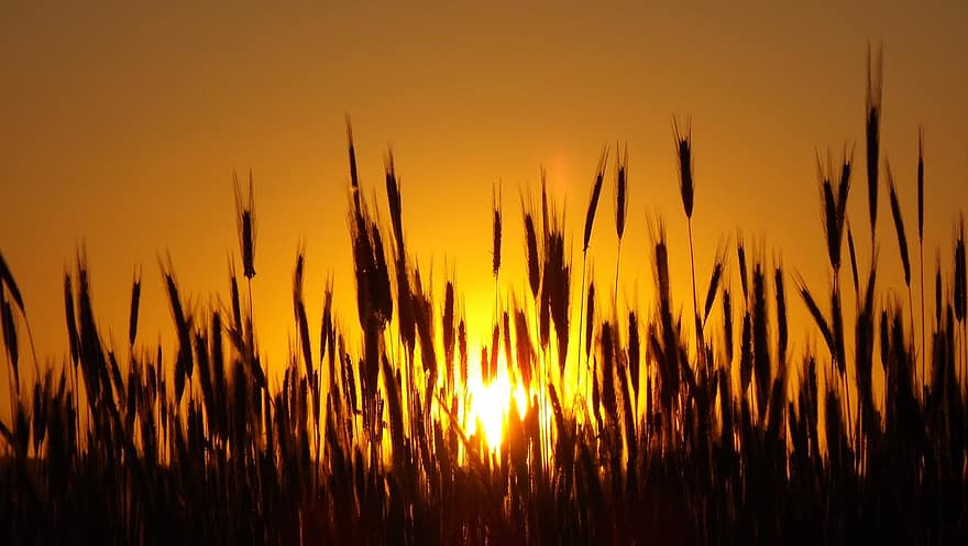kukuřičné pole, siluety, západ slunce, soumrak, slunce, oranžové nebe, podsvícení, zemědělství, kukuřice farma, pěstování