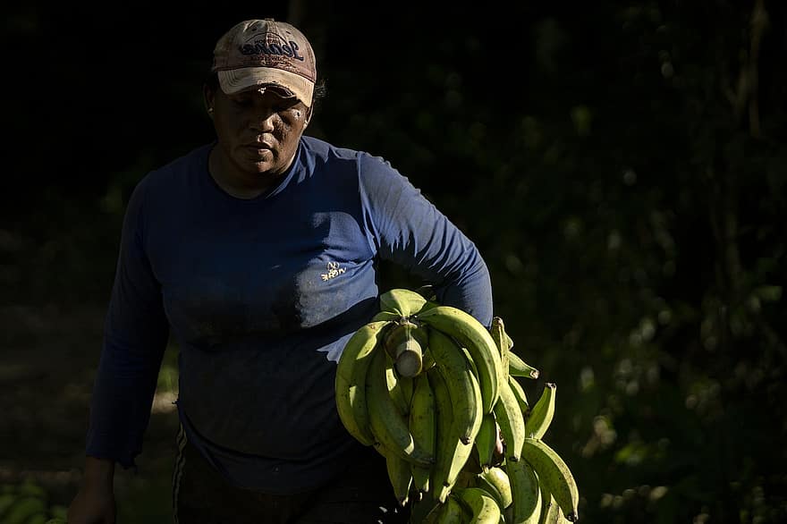 banaani, banaaninviljely, ympäristö, Arauca, Saravena, Venezuela, Puolisotilaalliset joukot, kaakao, Itäiset tasangot, maisema