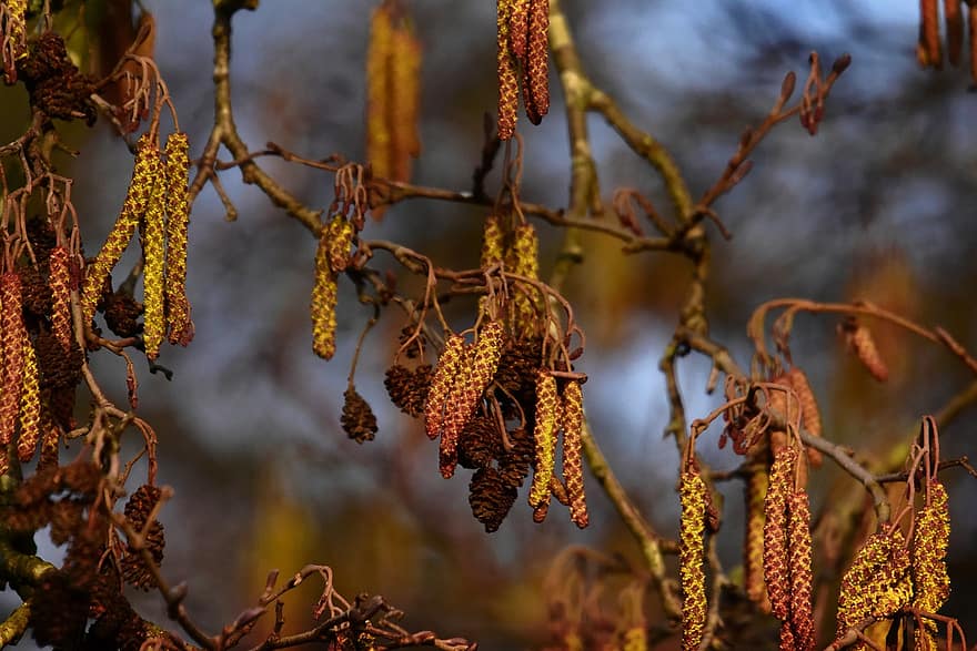 Tree, Catkins, Fruit, Seed, Early Bloomer, February, Winter, Branch, Hanging, plant, leaf