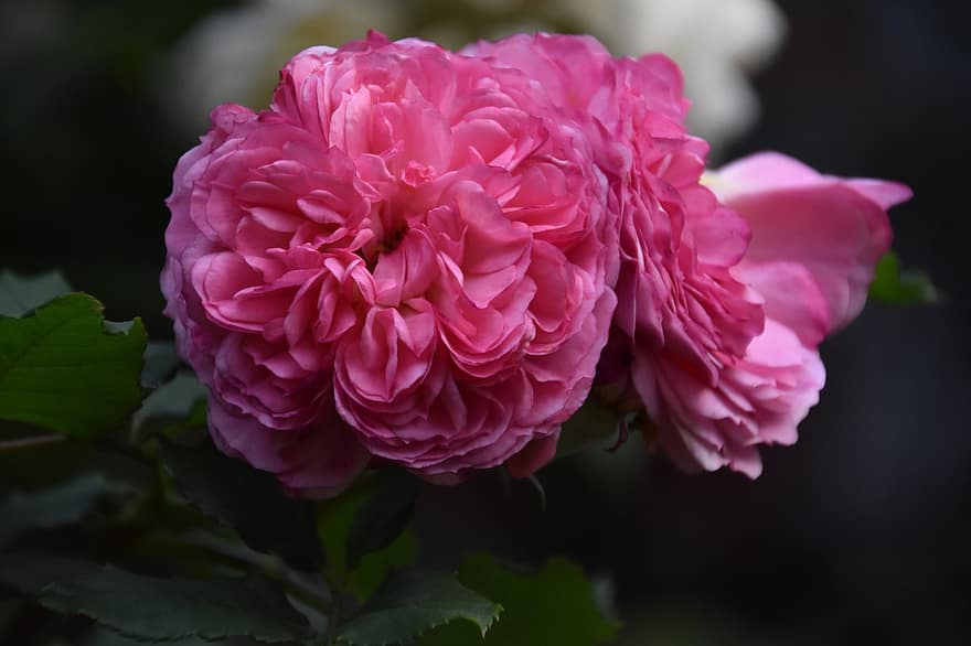 Rosen, rosa Rosen, pinke Blumen, Garten, Natur, Hochzeitsblumen, Hintergrund