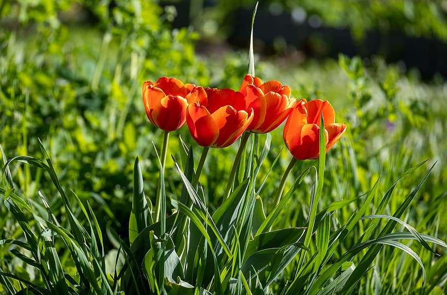 Tulpen, Blumen, Pflanzen, Blütenblätter, blühen, Flora, Garten, Frühling, Natur, grüne Farbe, Sommer-