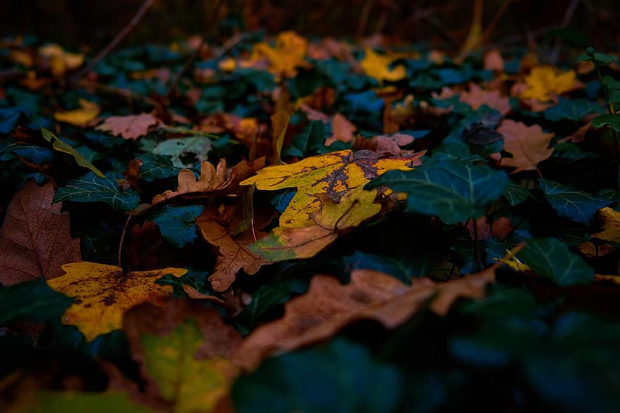осінь, листя, осінні листки, осіннє листя, осінні кольори, осінній сезон, опале листя, сухого листя, природи, пастельні, зелений