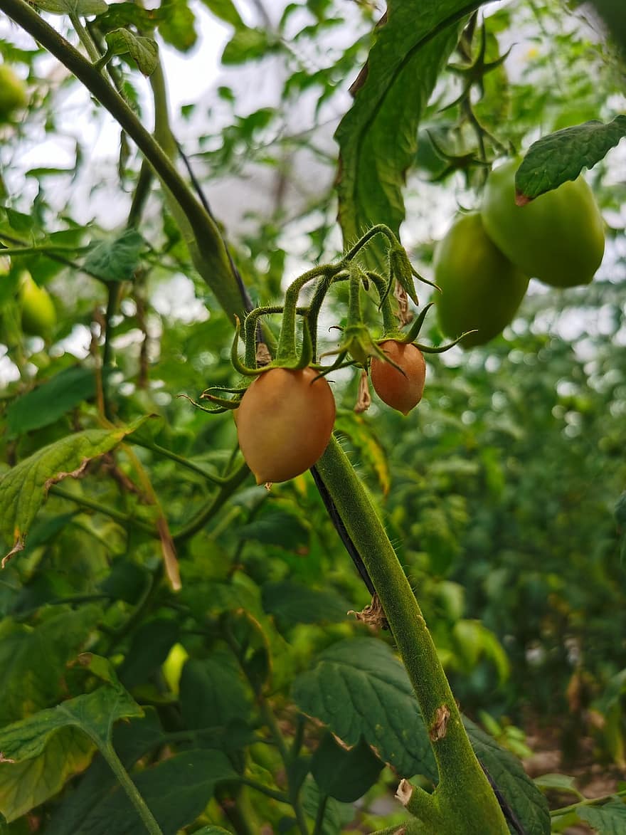 tomater, tomatväxt, grönsaksträdgård
