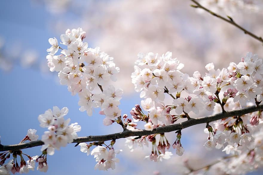 flori, primăvară, floare de cires, copac, sezonier, Japonia, a inflori, inflori, petale, creştere, ramură
