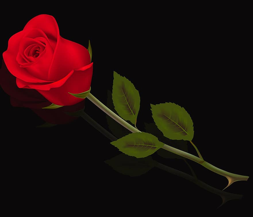 flor, hoja, rosa, amor, planta, Rosa roja, las flores, fondo negro