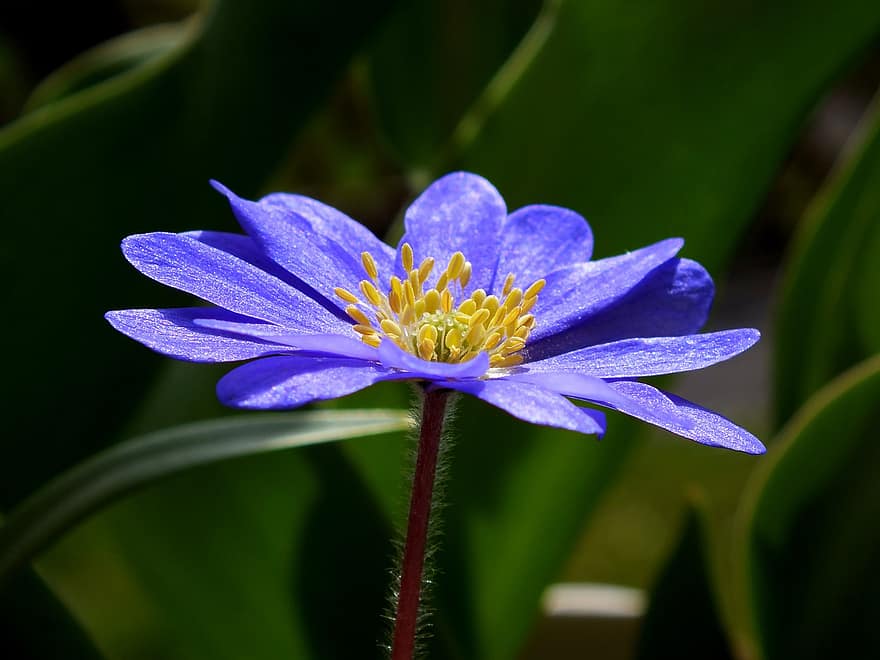 lemn anemone, anemonă, anemona albastră, piciorul-cocoșului, Anemona de pădure, flori albastre, pădure, flori salbatice, inflori, a inflori, luncă