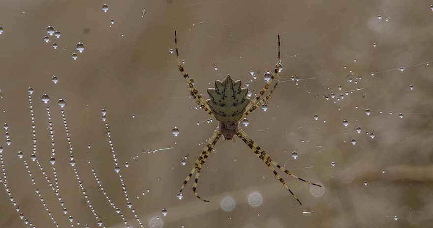edderkopp, web, dugg, arachnid, leddyr, spindelvev, duggdråper, dråper, natur, nærbilde, dyreliv