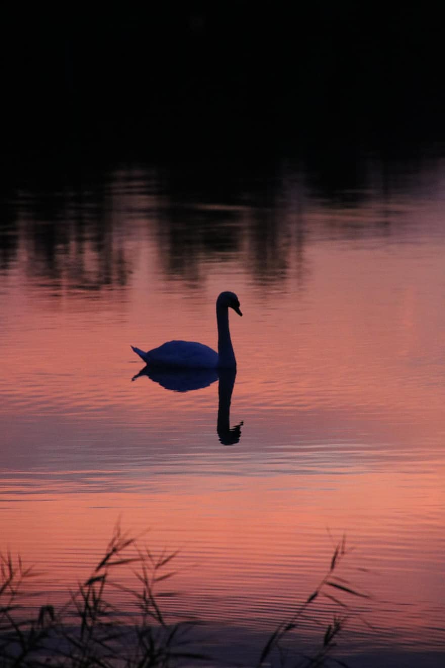 Swan, Lake, Sunrise, Dawn, Mirroring, Silhouettes, Reeds, Reedy, Water, Reflection, Water Reflection